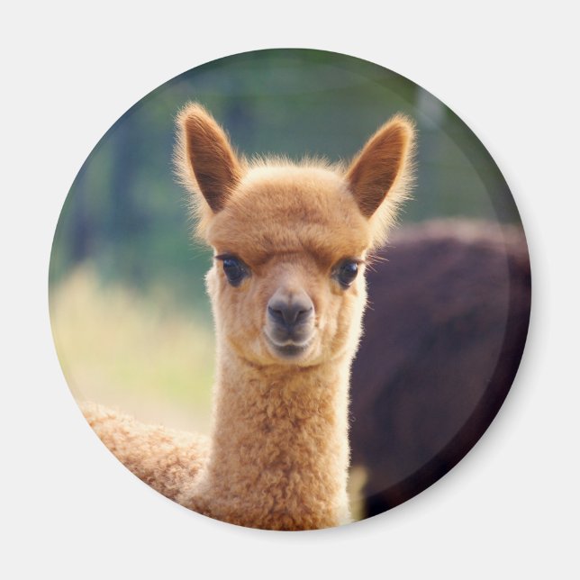 Schöne Alpaca-Magnete Magnet (Vorne)