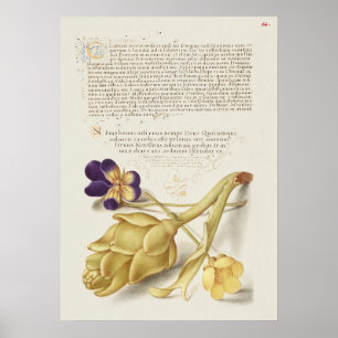 Schöne alte botanische Illustration Poster