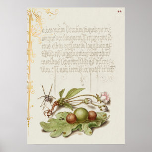 Schöne alte botanische Illustration Poster