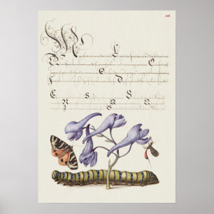 Schöne alte botanische Illustration Poster