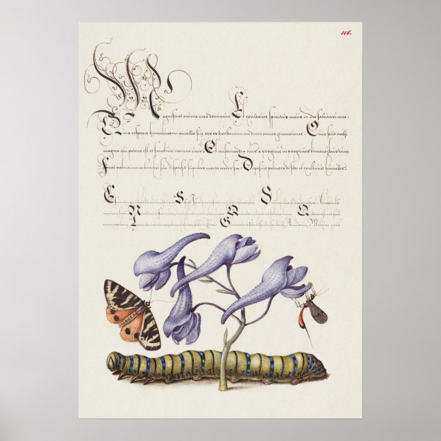 Schöne alte botanische Illustration Poster (Vorne)