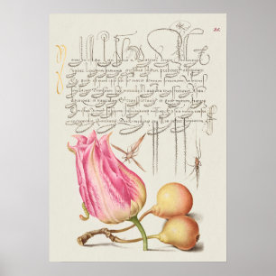 Schöne alte botanische Illustration Poster