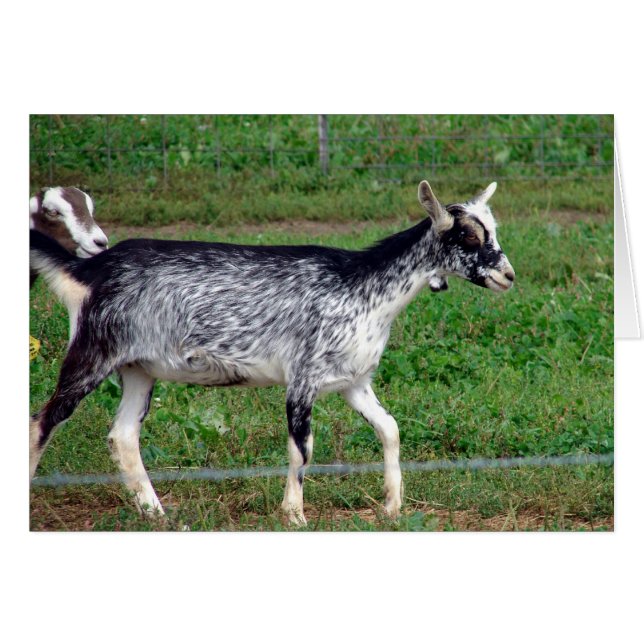 Schöne Amish Goat Blank Inside Grußkarte (Vorderseite (Horizontal))