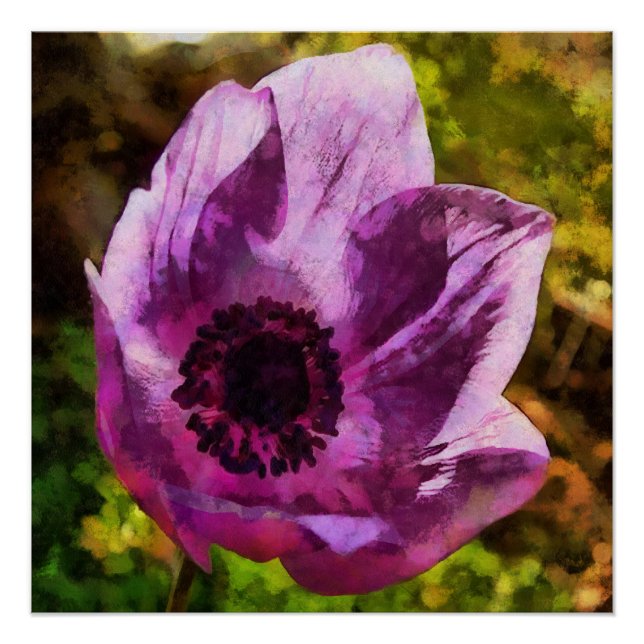 Schöne Anemone Coronaria Wildblume Malerei Poster (Vorderseite)