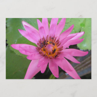 Schöne Ankündigung von Wasserlilie