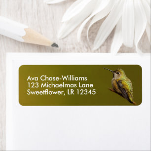 Schöne Anna's Hummingbird auf Trumpetreuszweig
