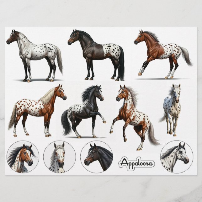 Schöne Appaloosa Horse Illustrationen (Vorderseite)