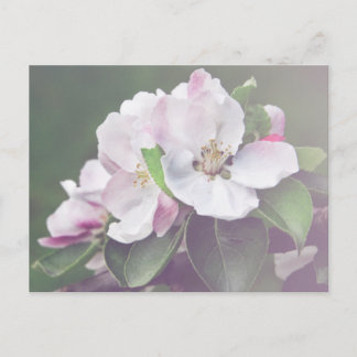 Schöne Apple Tree Blüten Frühjahr Postkarte