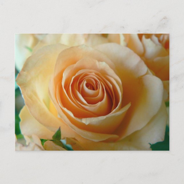 Schöne Apricot-Rose Postkarte (Vorderseite)