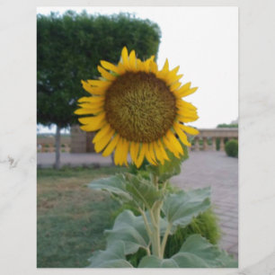 Schöne Atemberaubende Sonnenblume