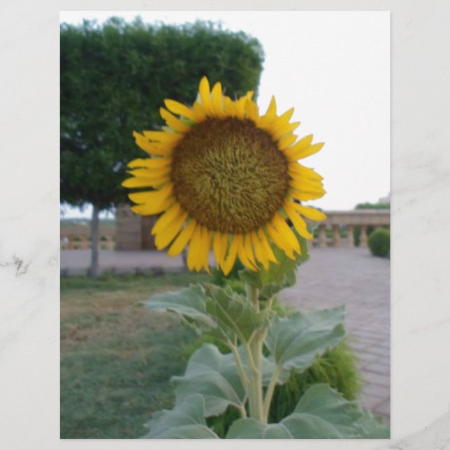 Schöne Atemberaubende Sonnenblumen Kunstdrucken (Vorderseite)