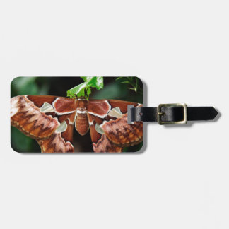 Schöne Atlas Moth Gepäckanhänger