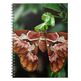 Schöne Atlas Moth Notizblock