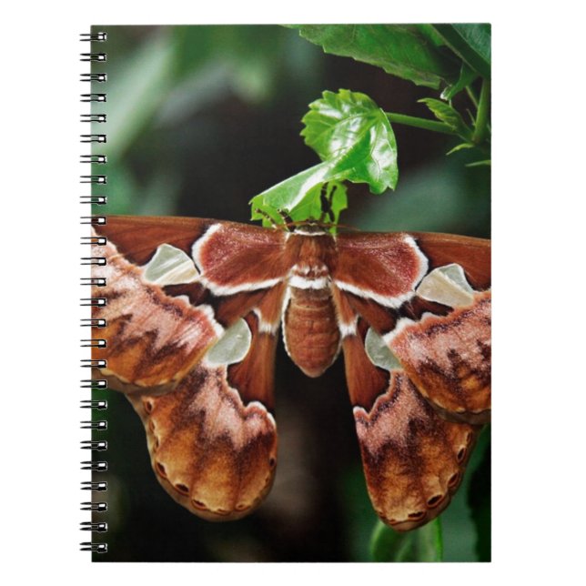 Schöne Atlas Moth Notizblock (Vorderseite)