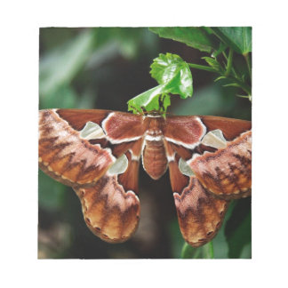 Schöne Atlas Moth Notizblock