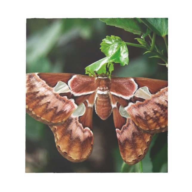 Schöne Atlas Moth Notizblock (Vorderseite)
