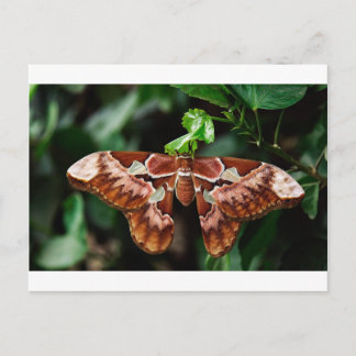 Schöne Atlas Moth Postkarte
