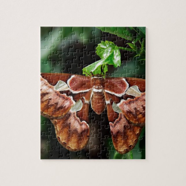 Schöne Atlas Moth Puzzle (Vertikal)