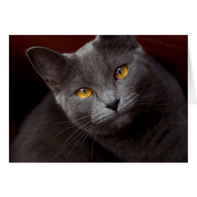 Schöne Augen (Vorderseite (Horizontal))