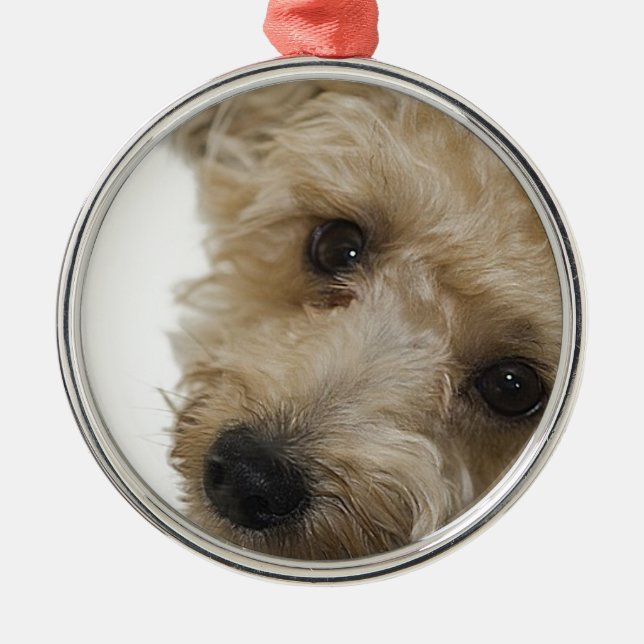 Schöne Augen eines Yorkie Poo Welpen Silbernes Ornament