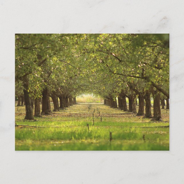 Schöne Bäume, Almond Orchard Farm Post Card Postkarte (Vorderseite)