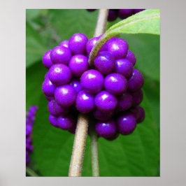Schöne Beautyberry Print Poster