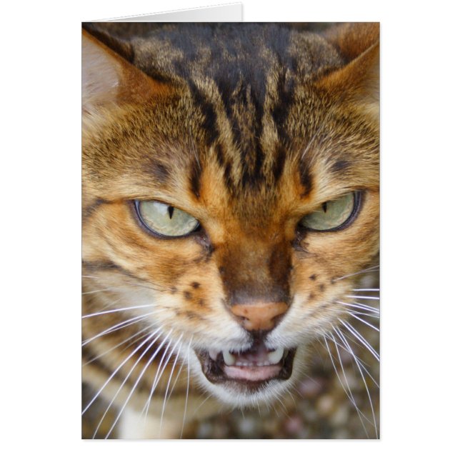 Schöne Bengalische Katze (Vorne)