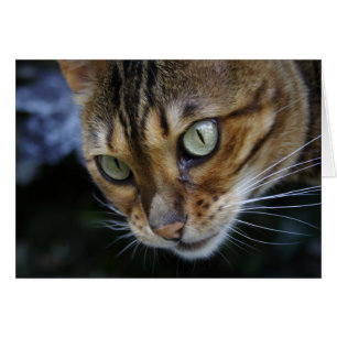 Schöne Bengalische Katze