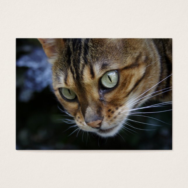 Schöne Bengalische Katze (Vorderseite)