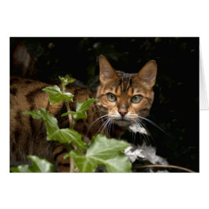 Schöne Bengalische Katze
