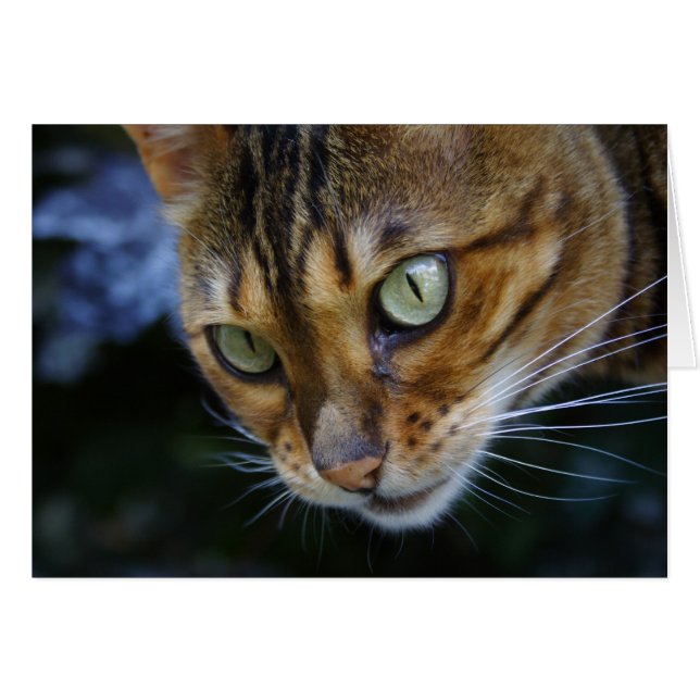 Schöne Bengalische Katze (Vorderseite (Horizontal))
