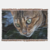 Schöne Bengalische Katze