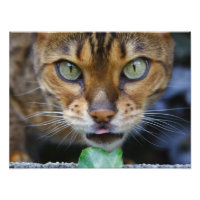 Schöne Bengalische Katze