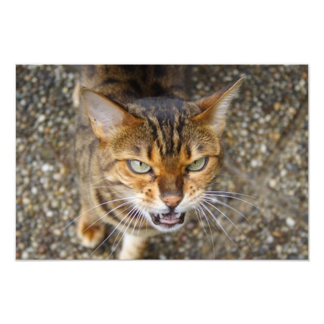 Schöne Bengalische Katze Fotodruck (Vorne)