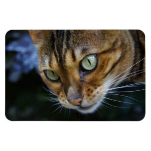 Schöne Bengalische Katze Magnet