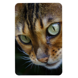 Schöne Bengalische Katze Magnet
