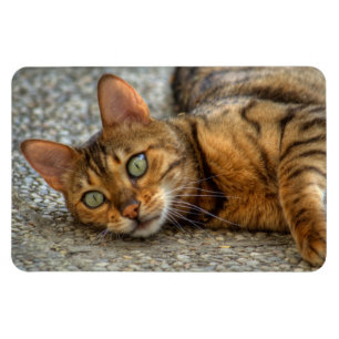 Schöne Bengalische Katze Magnet