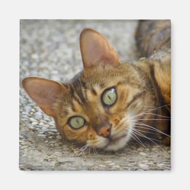 Schöne Bengalische Katze Magnet (Vorne)