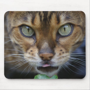 Schöne Bengalische Katze Mousepad