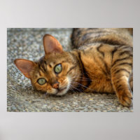 Schöne Bengalische Katze