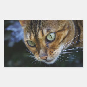 Schöne Bengalische Katze Rechteckiger Aufkleber