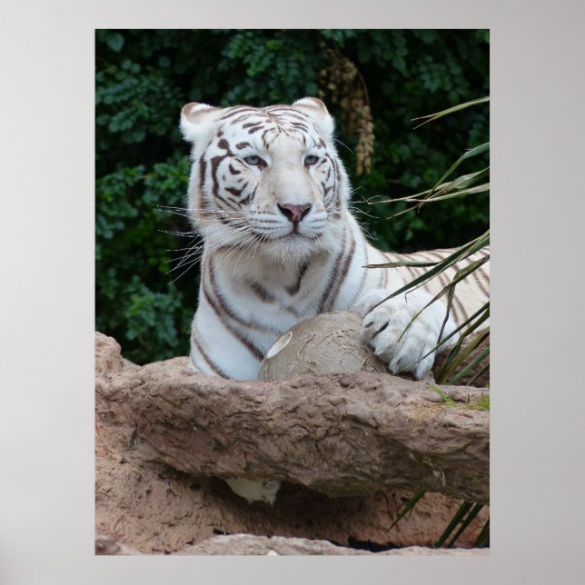 Schöne Bengalische White Tiger Fotografie Poster (Vorne)
