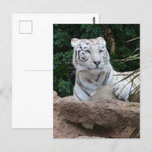 Schöne Bengalische White Tiger Fotografie Postkarte