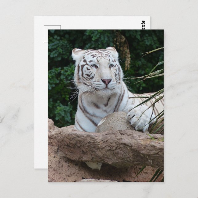 Schöne Bengalische White Tiger Fotografie Postkarte (Vorne/Hinten)