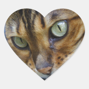 Schöne Bengalkatze Herz-Aufkleber