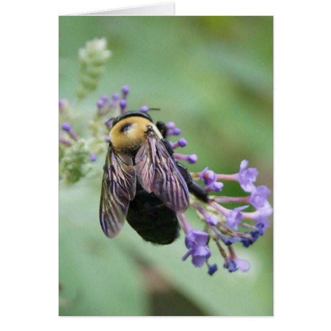 Schöne Biene! (Vorne)