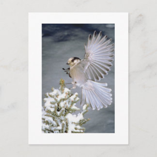 Schöne Bird Winter Postkarte