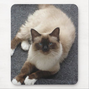 Schöne Birman Katze Mousepad