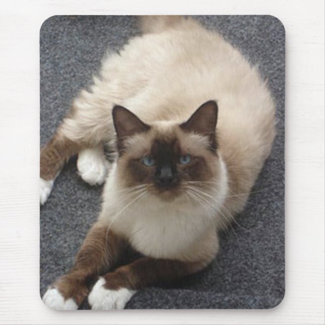 Schöne Birman Katze Mousepad (Vorne)
