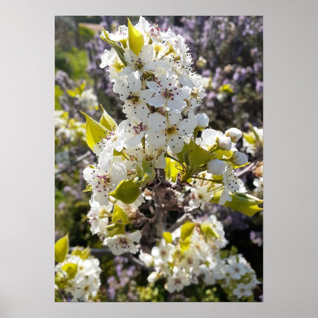 Schöne Birne Tree Blossom Blumengarten Poster (Vorne)